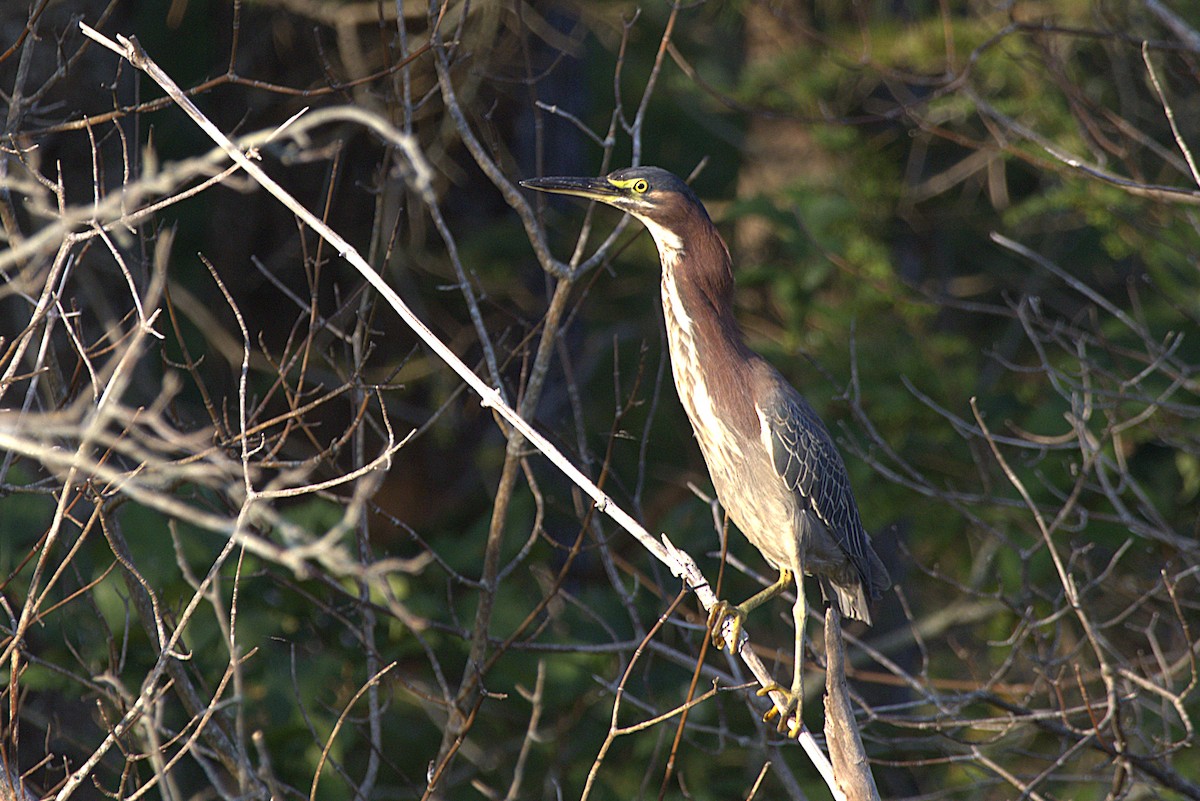 Green Heron - ML640222117