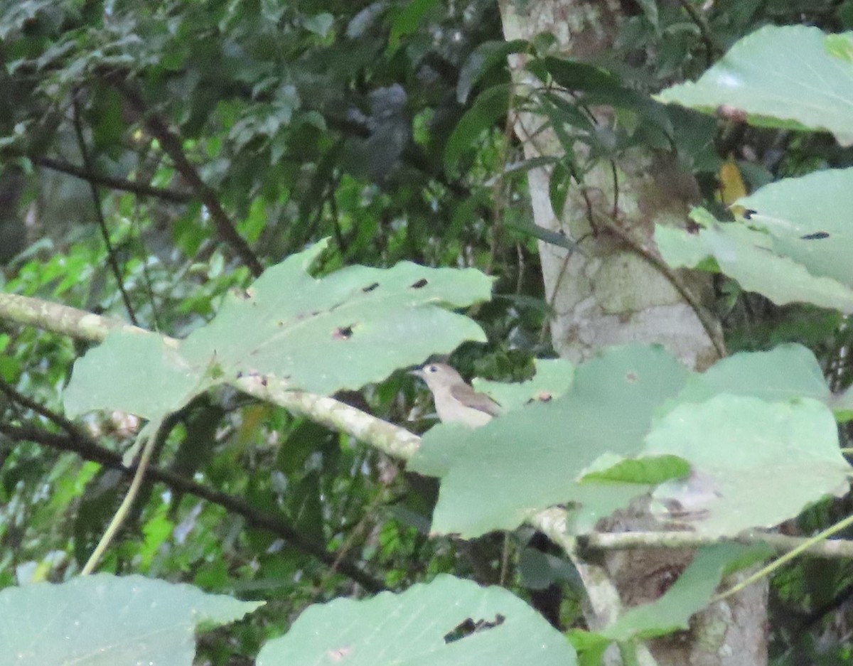 Plain Flowerpecker - ML640222118