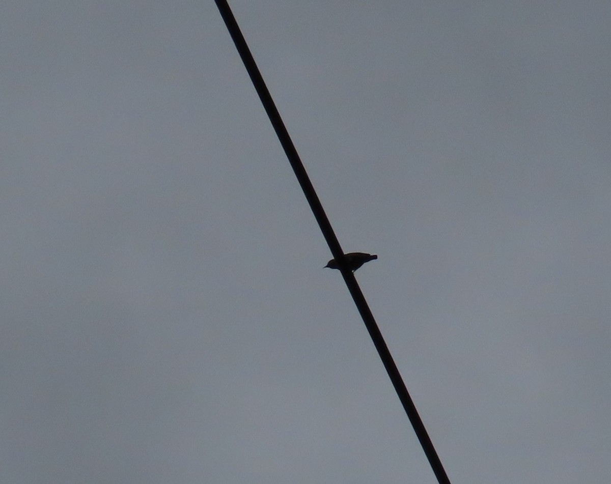 Plain Flowerpecker - ML640222120