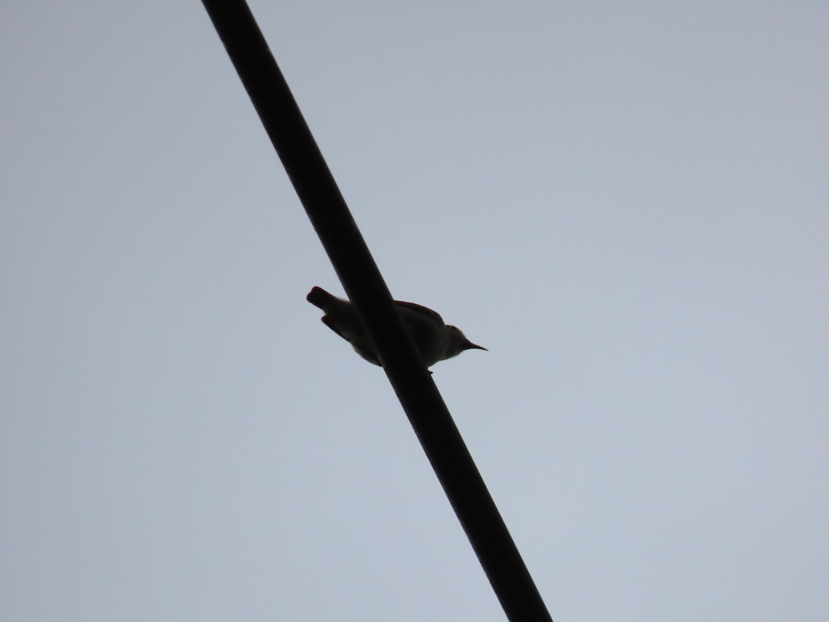 Plain Flowerpecker - ML640222121
