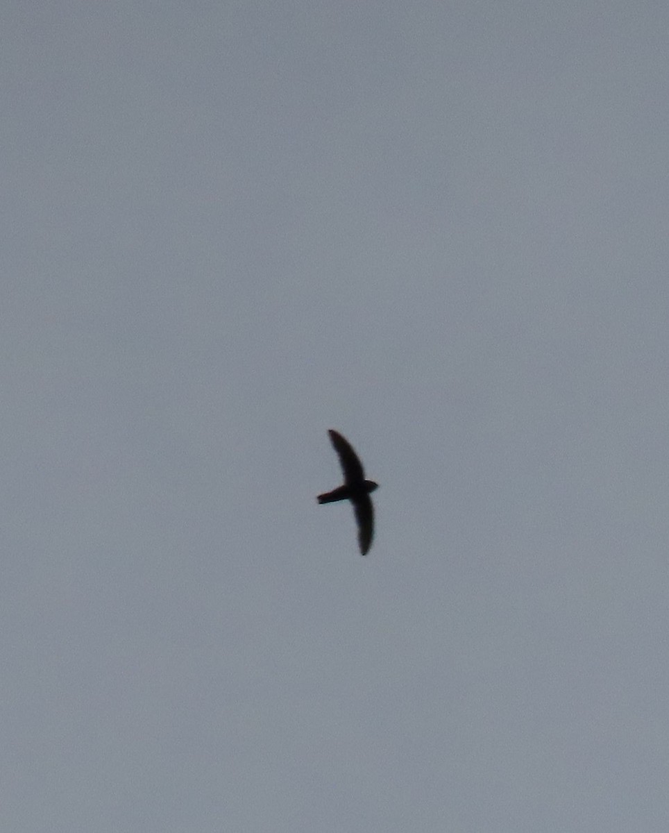 House Swift - ML640222125