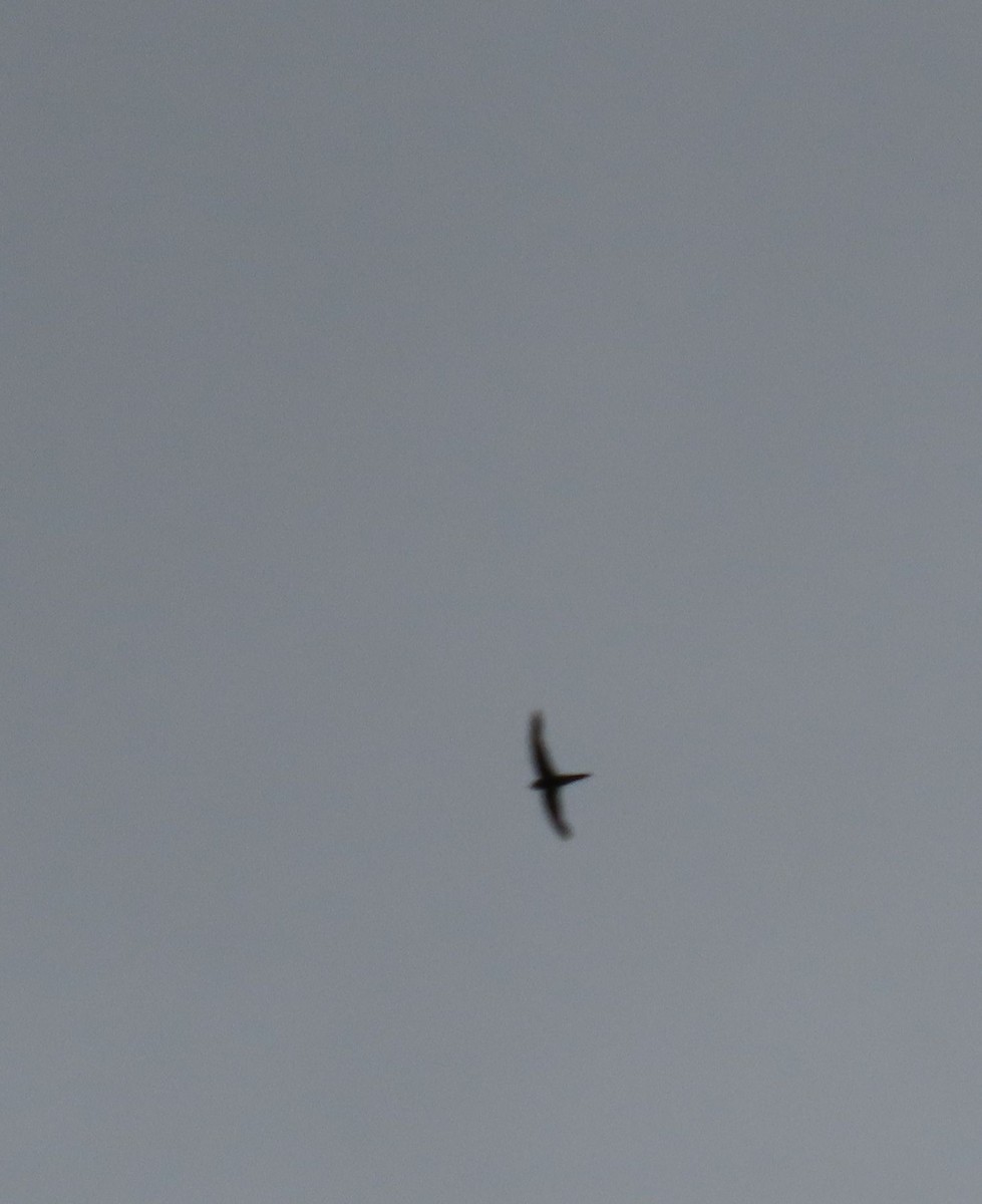 Pacific Swift - ML640222126