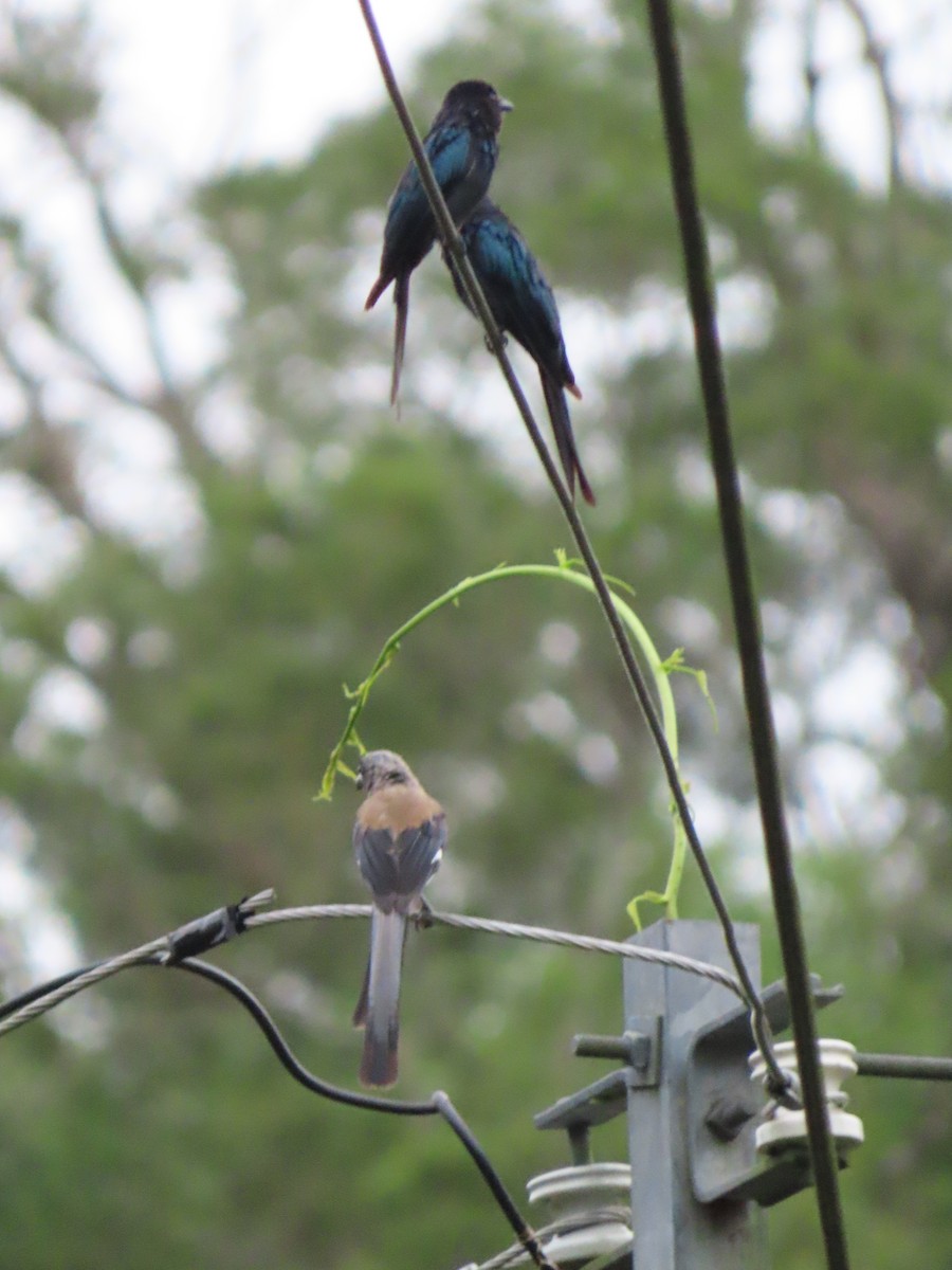 Bronzed Drongo - ML640222138