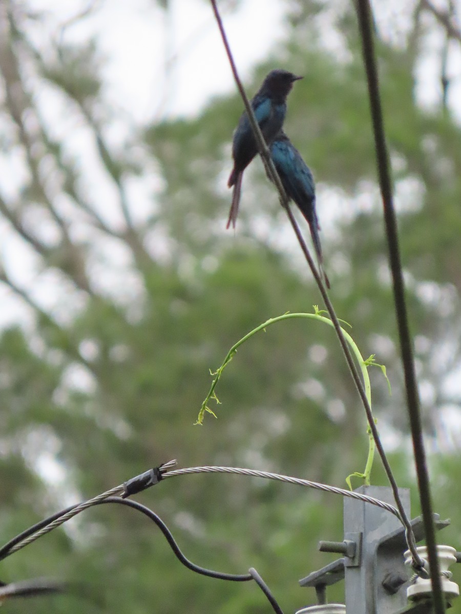 Bronzed Drongo - ML640222139