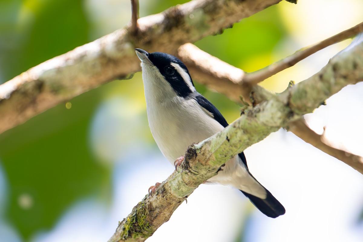 jungelprakttimal (aeralatus gr.) - ML640222143