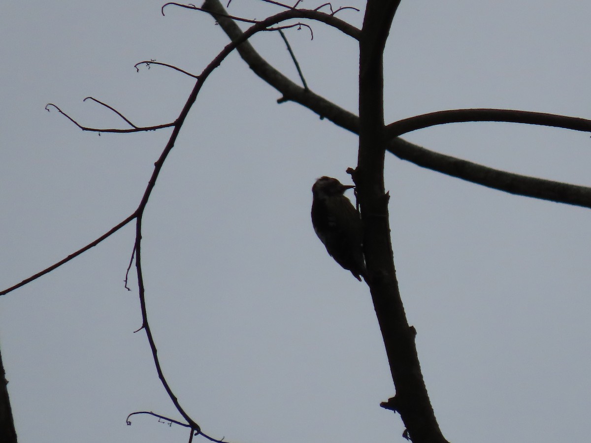 Gray-capped Pygmy Woodpecker - ML640222144