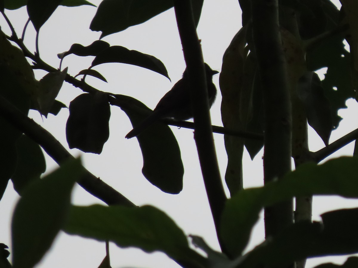 Black-naped Monarch - ML640222147