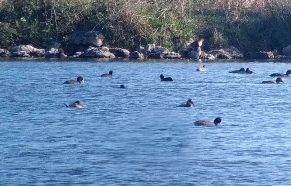 Ruddy Duck - ML640222148
