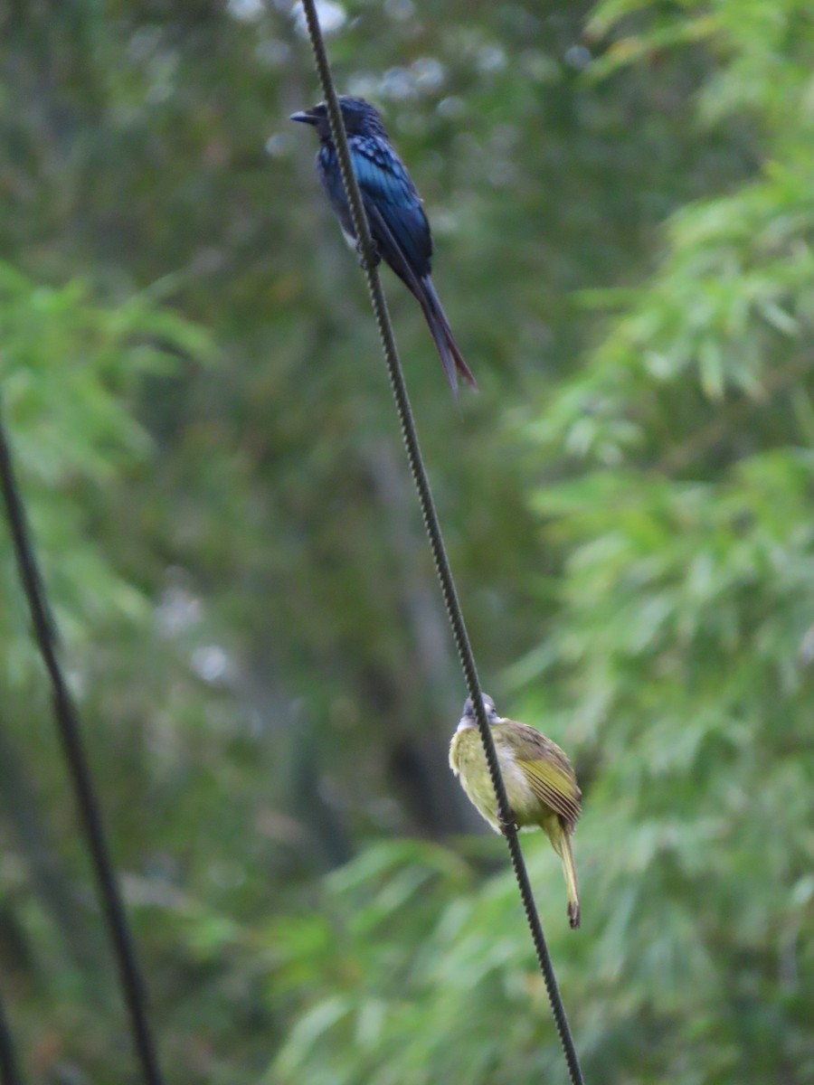 Bronzed Drongo - ML640222151