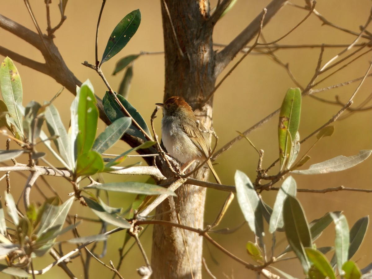 Piping Cisticola - ML640222153