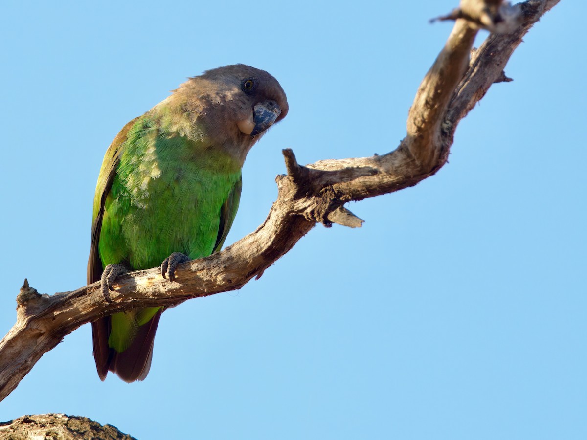 Brown-headed Parrot - ML640222167