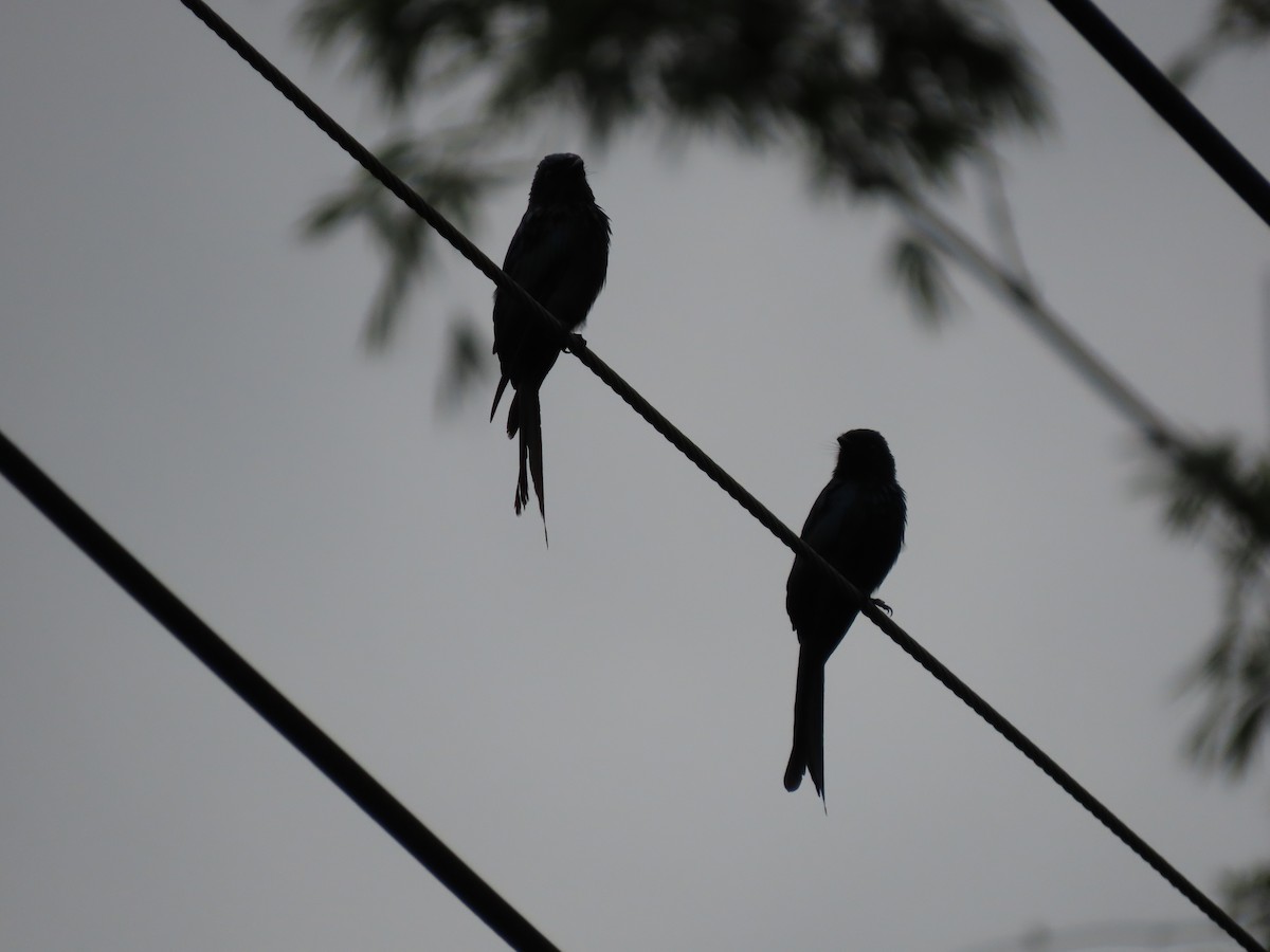 Bronzed Drongo - ML640222172