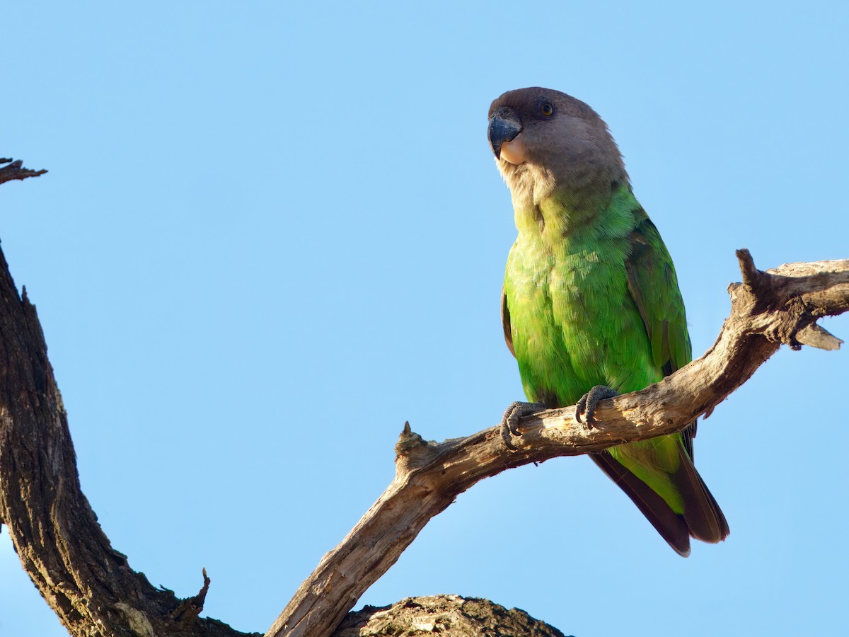 Brown-headed Parrot - ML640222174