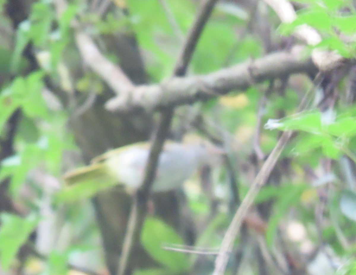 White-bellied Erpornis - ML640222183