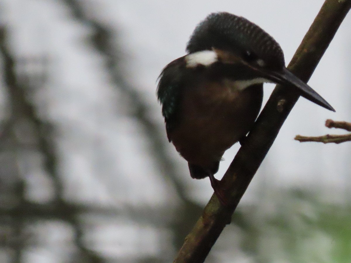 Common Kingfisher - ML640222192