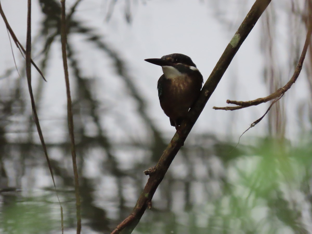 Common Kingfisher - ML640222193