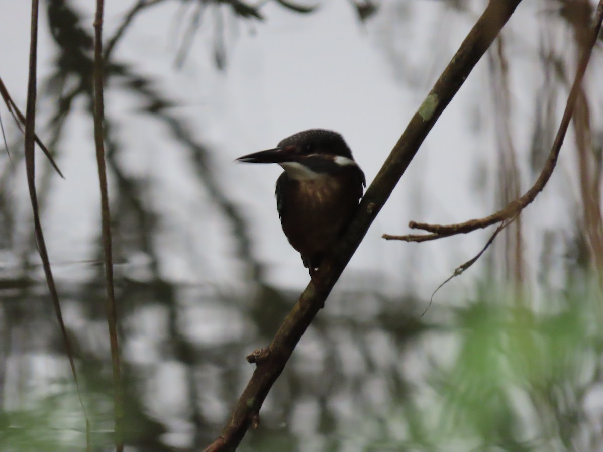 Common Kingfisher - ML640222194
