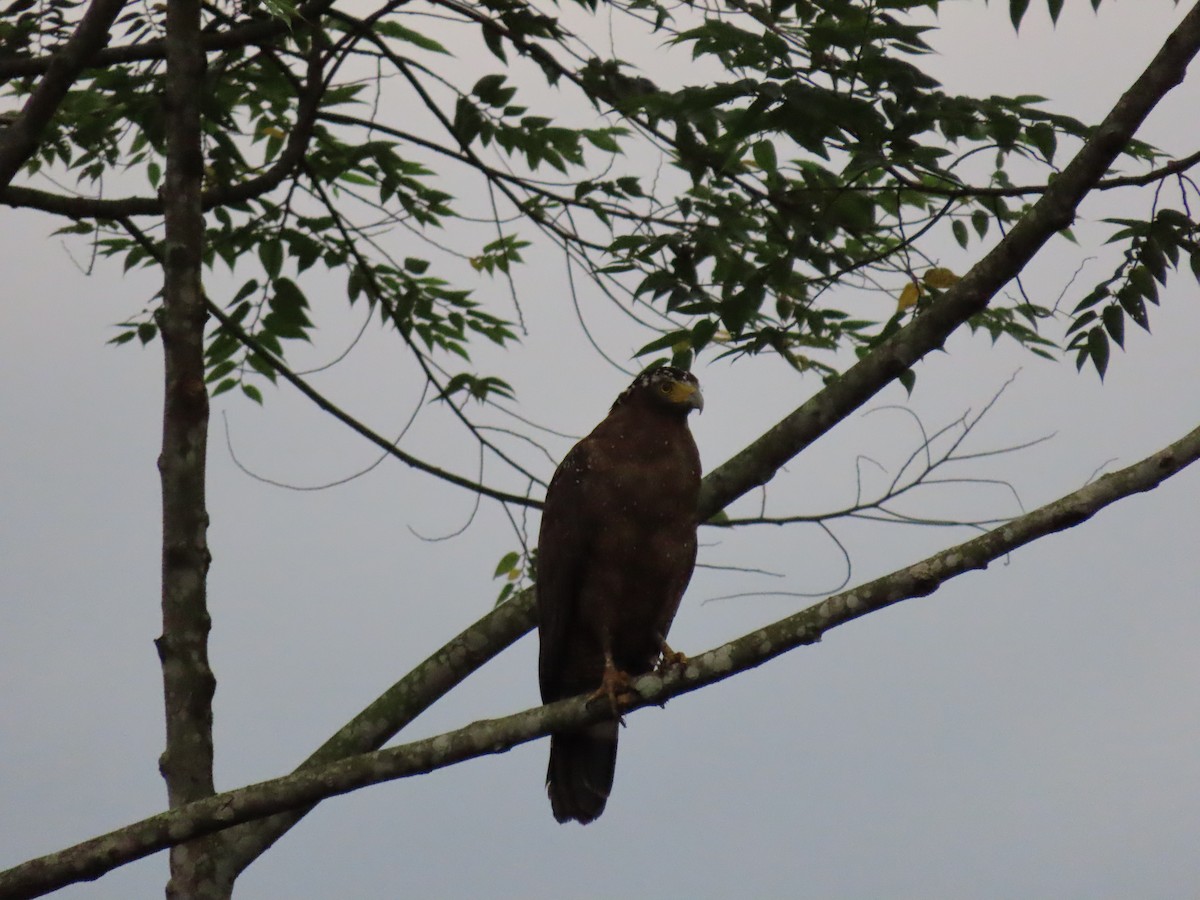 Crested Serpent-Eagle - ML640222198