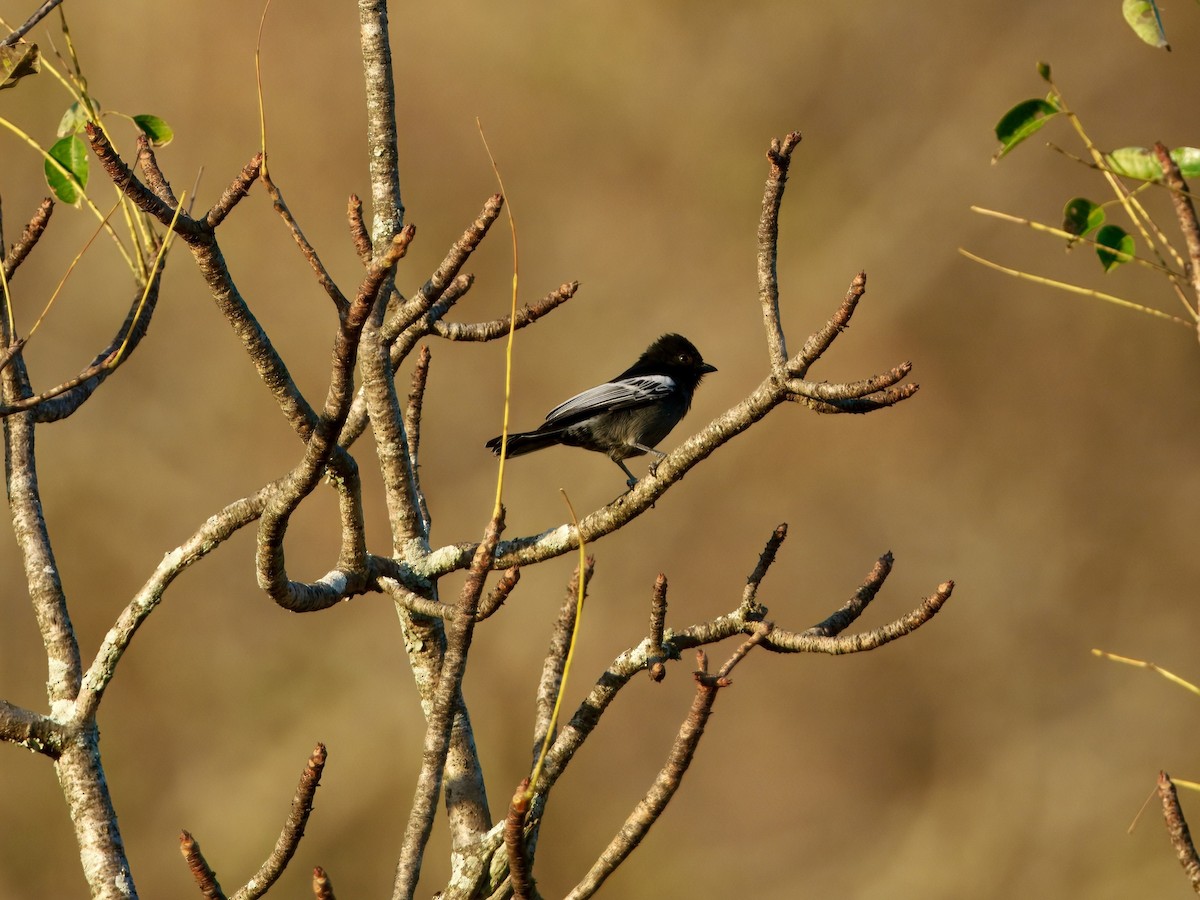 Southern Black-Tit - ML640222207
