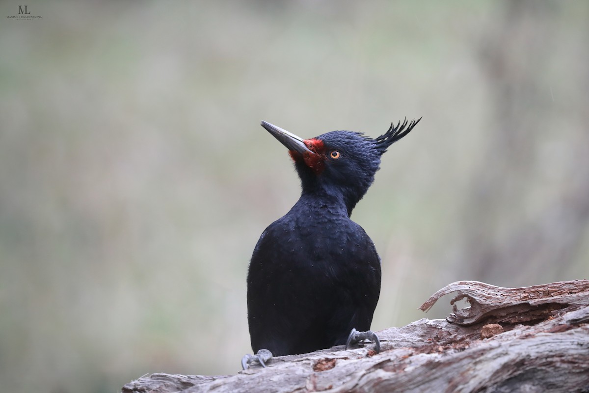 Magellanic Woodpecker - ML640222209