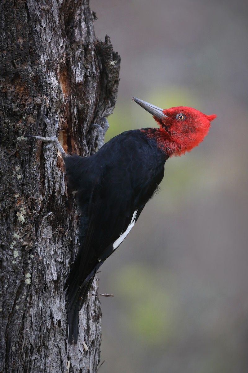 Magellanic Woodpecker - ML640222210