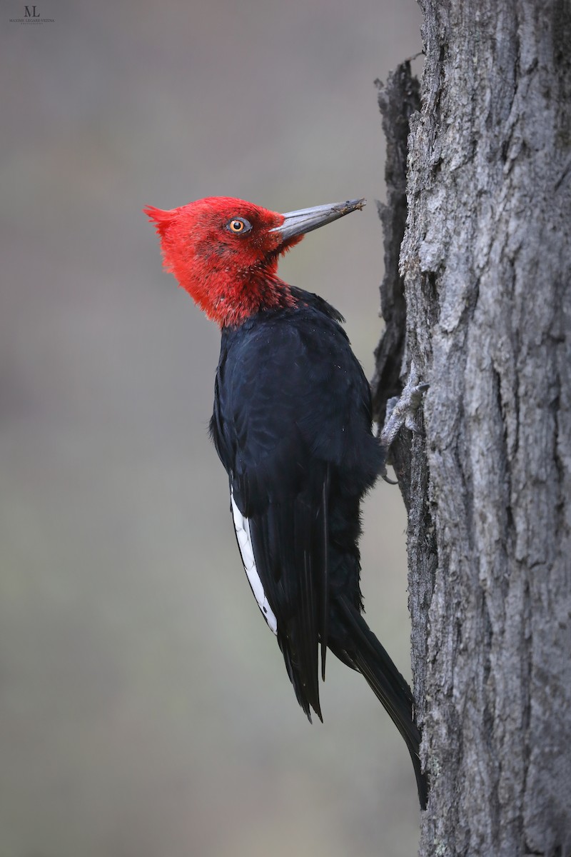 Magellanic Woodpecker - ML640222211