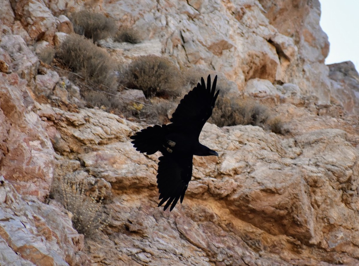 Common Raven - ML640222300