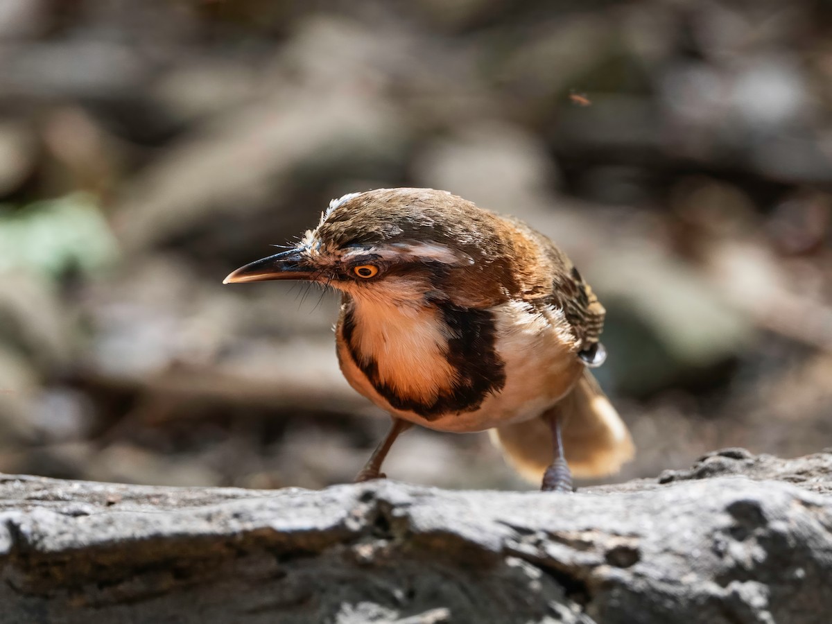 Lesser Necklaced Laughingthrush - ML640222321