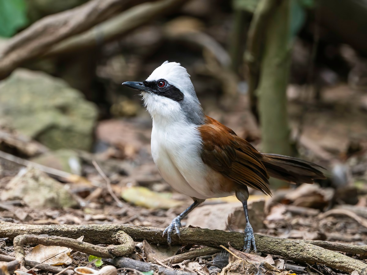 White-crested Laughingthrush - ML640222322