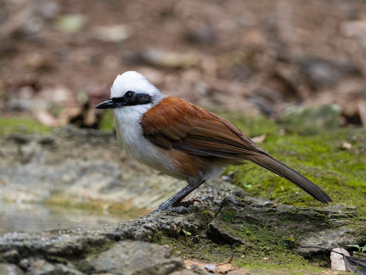 White-crested Laughingthrush - ML640222323