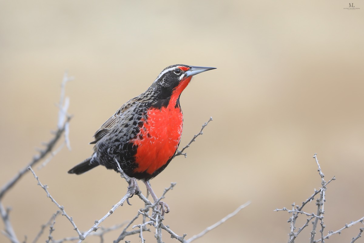 Long-tailed Meadowlark - ML640222355