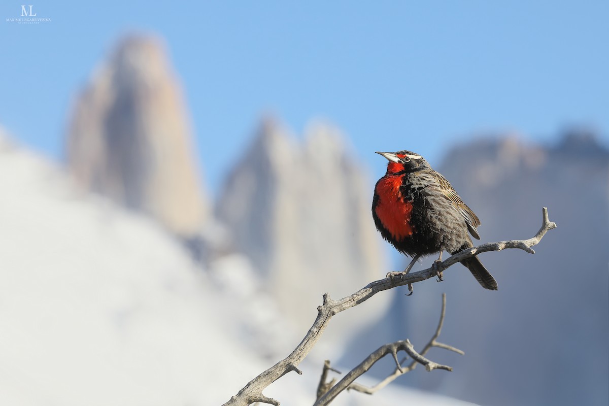 Long-tailed Meadowlark - ML640222356