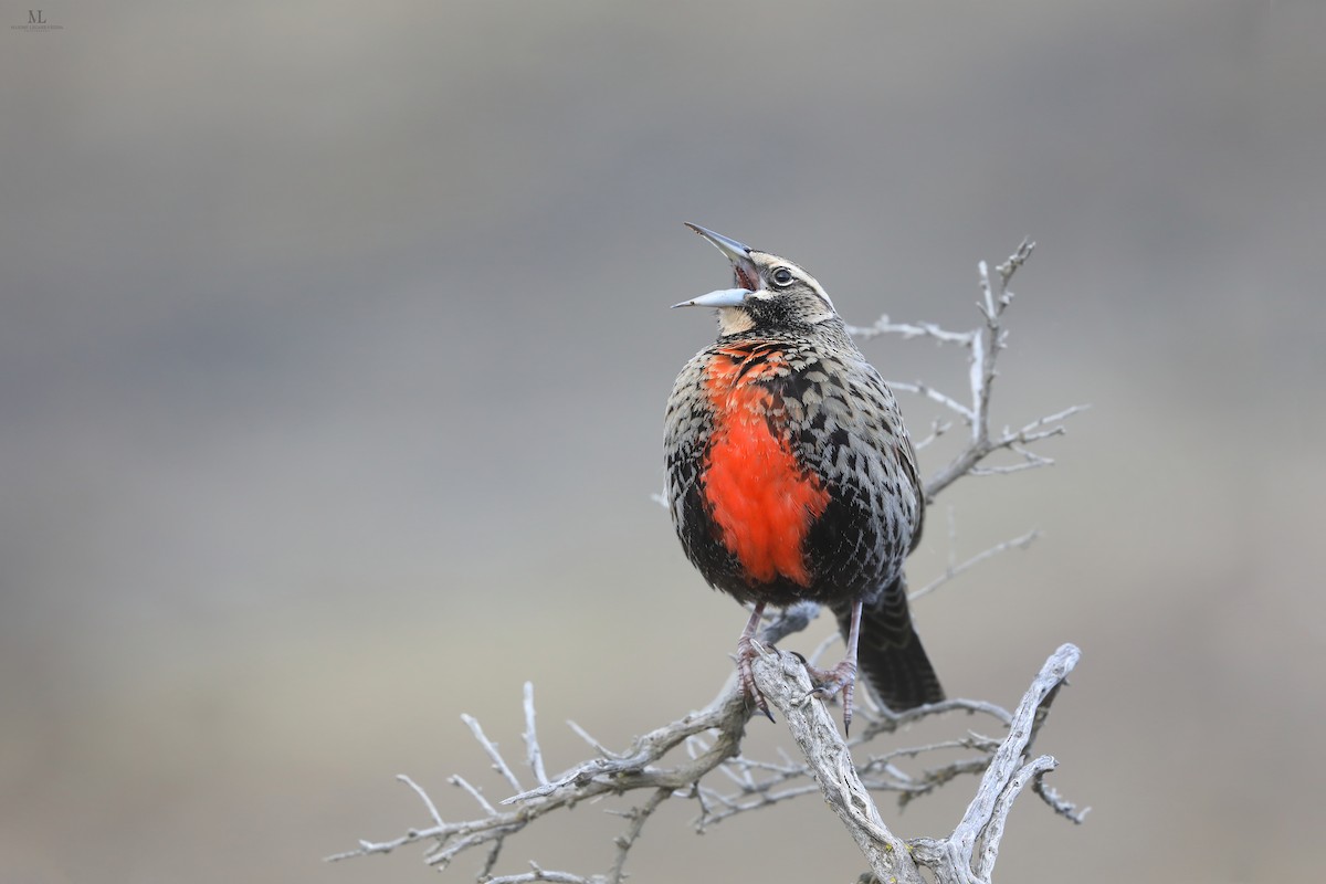 Long-tailed Meadowlark - ML640222357