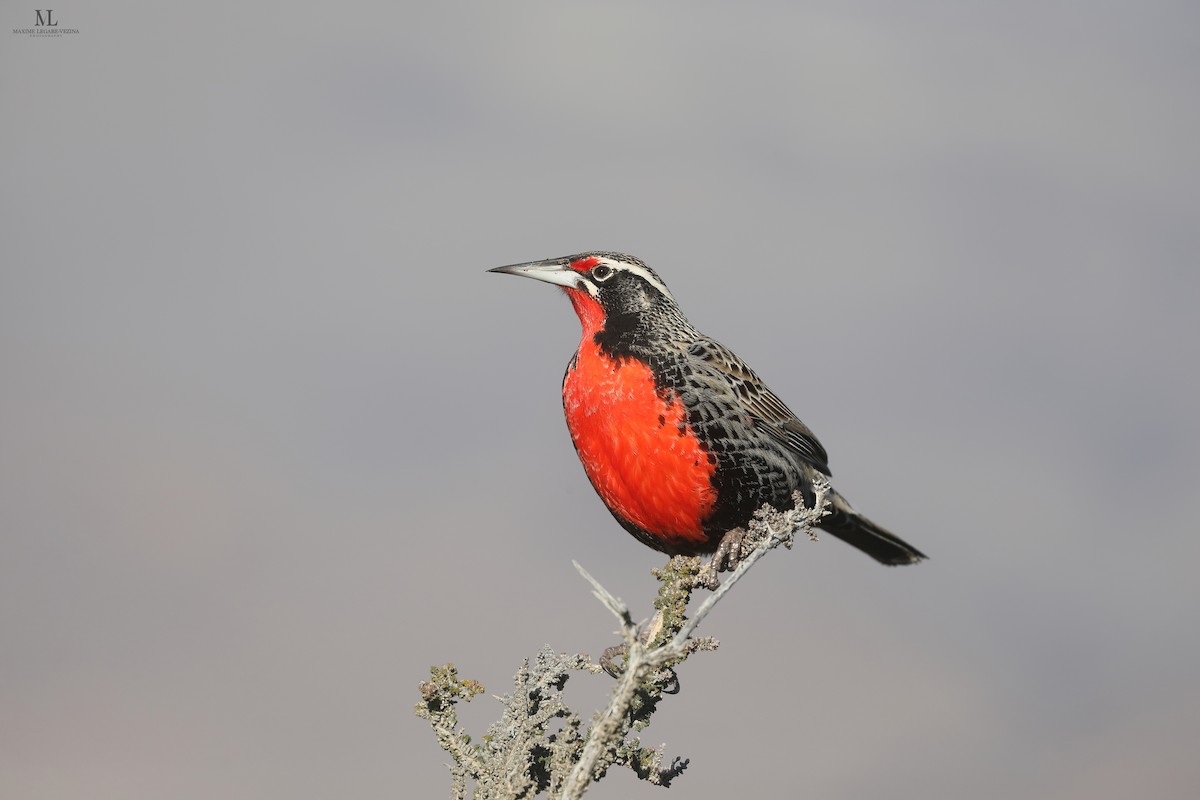 Long-tailed Meadowlark - ML640222358