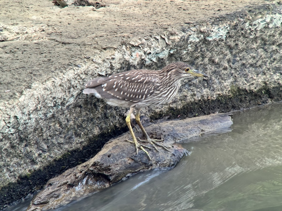 Black-crowned Night Heron - ML640222380