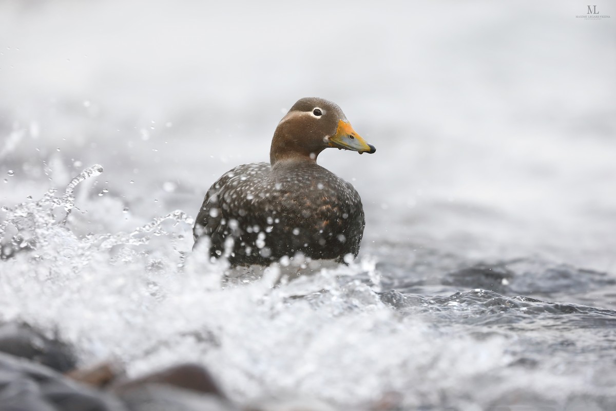 Flying Steamer-Duck - ML640222389