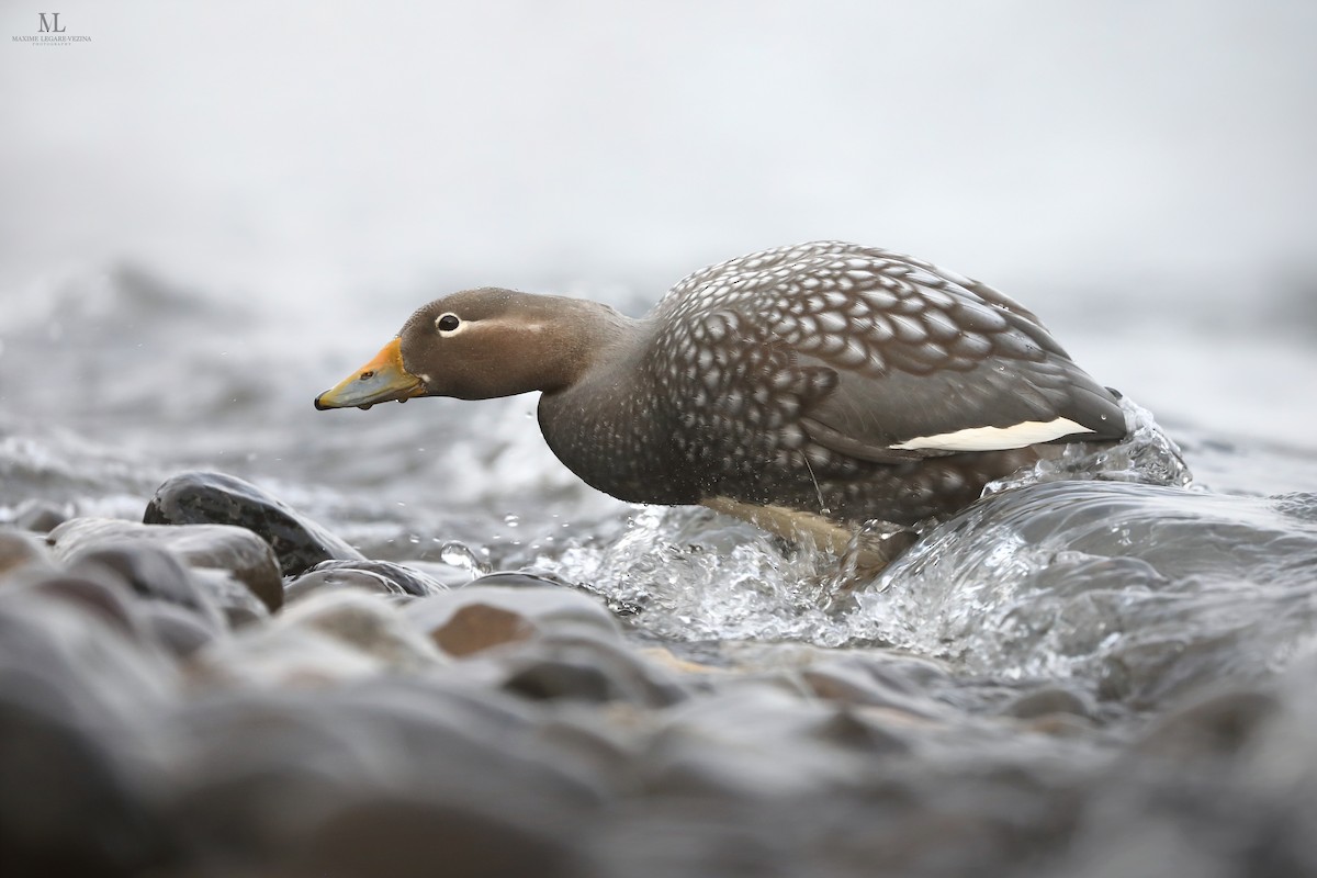 Flying Steamer-Duck - ML640222390