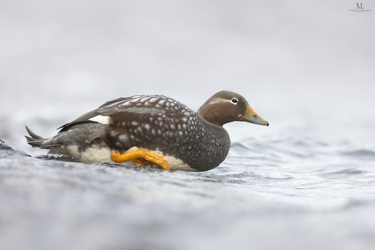 Flying Steamer-Duck - ML640222391