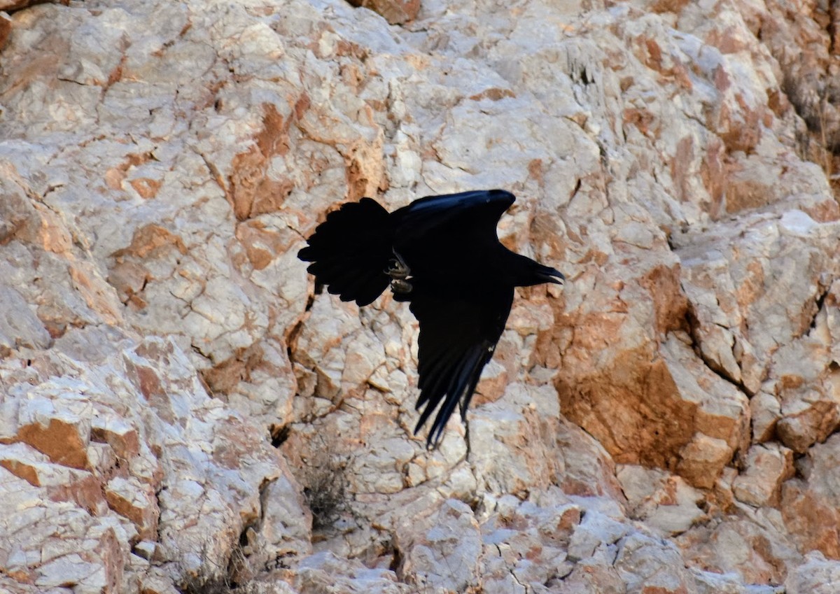 Common Raven - ML640222429