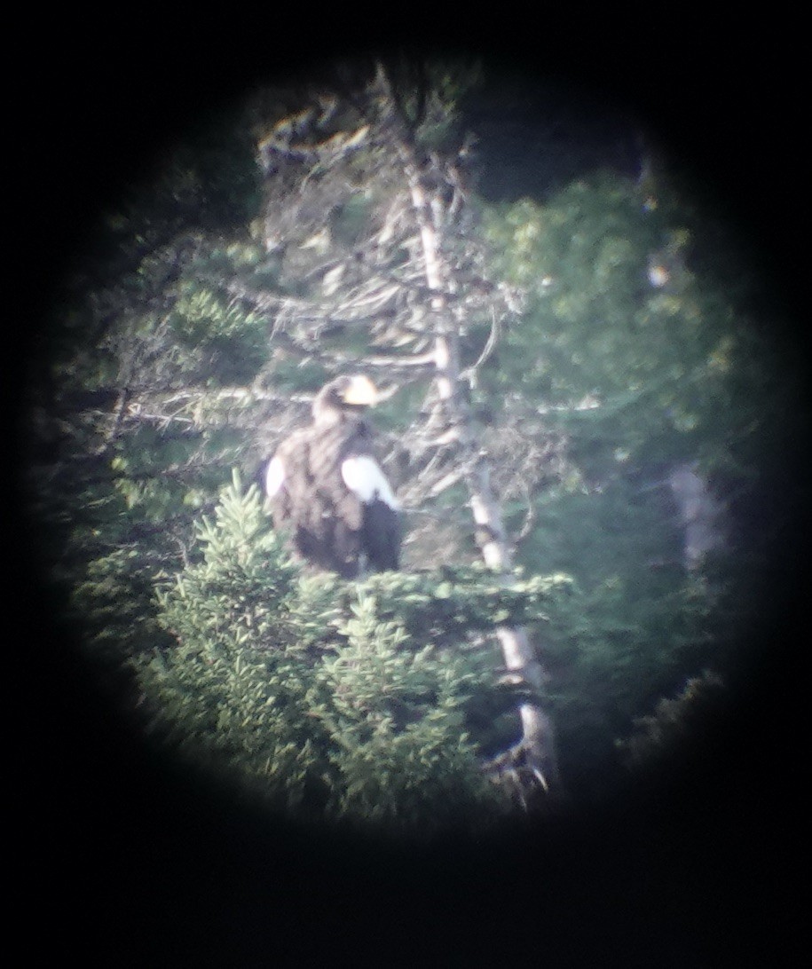 Steller's Sea-Eagle - ML640222441