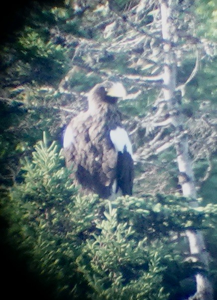 Steller's Sea-Eagle - ML640222442