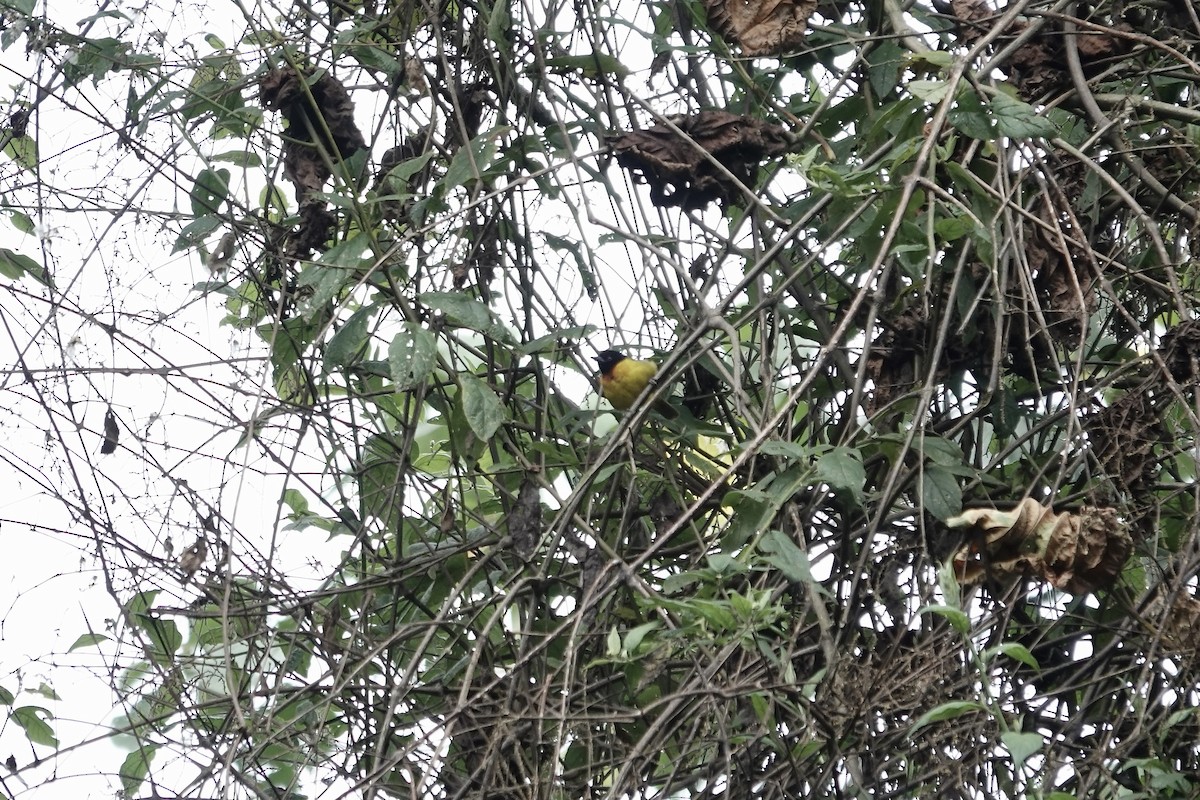 Strange Weaver - ML640222447