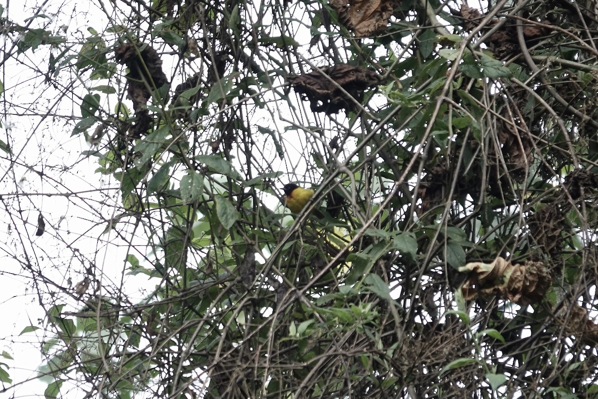 Strange Weaver - ML640222449
