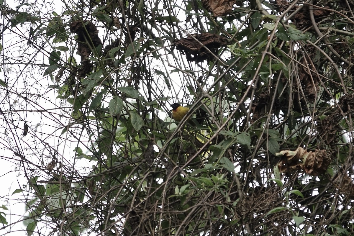 Strange Weaver - ML640222450
