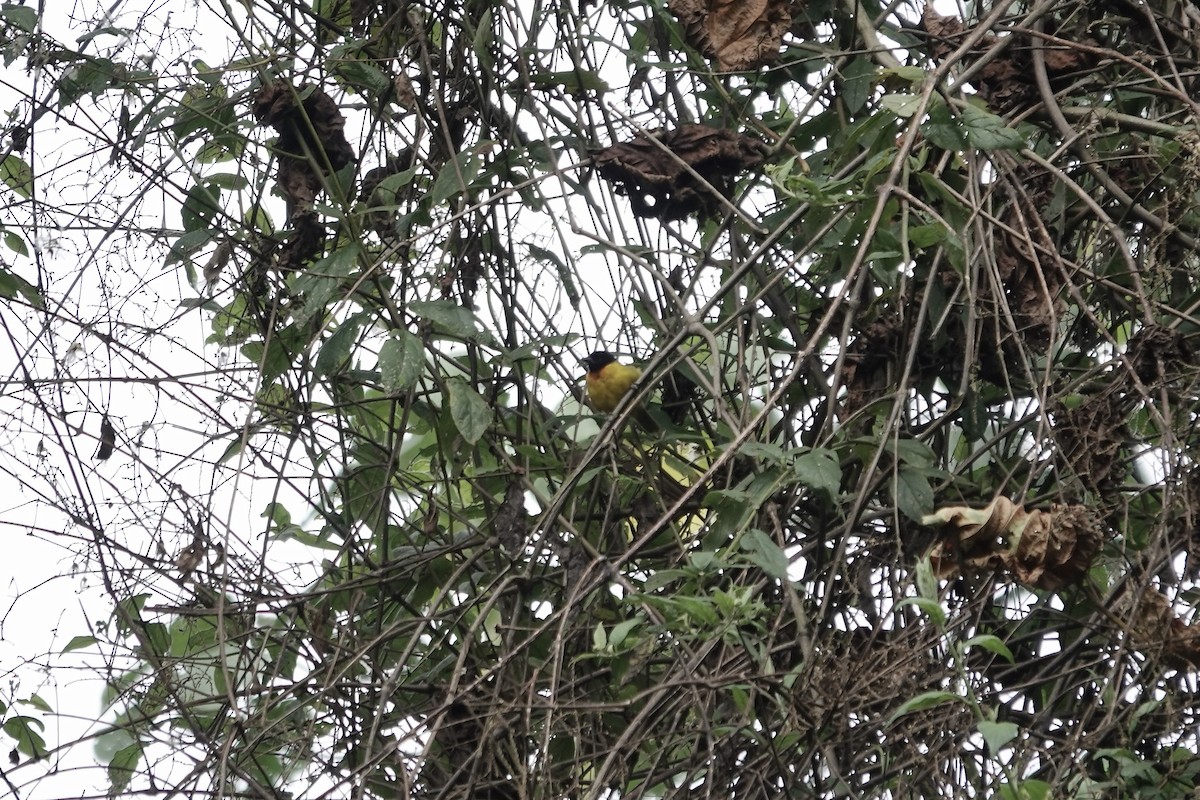 Strange Weaver - ML640222452
