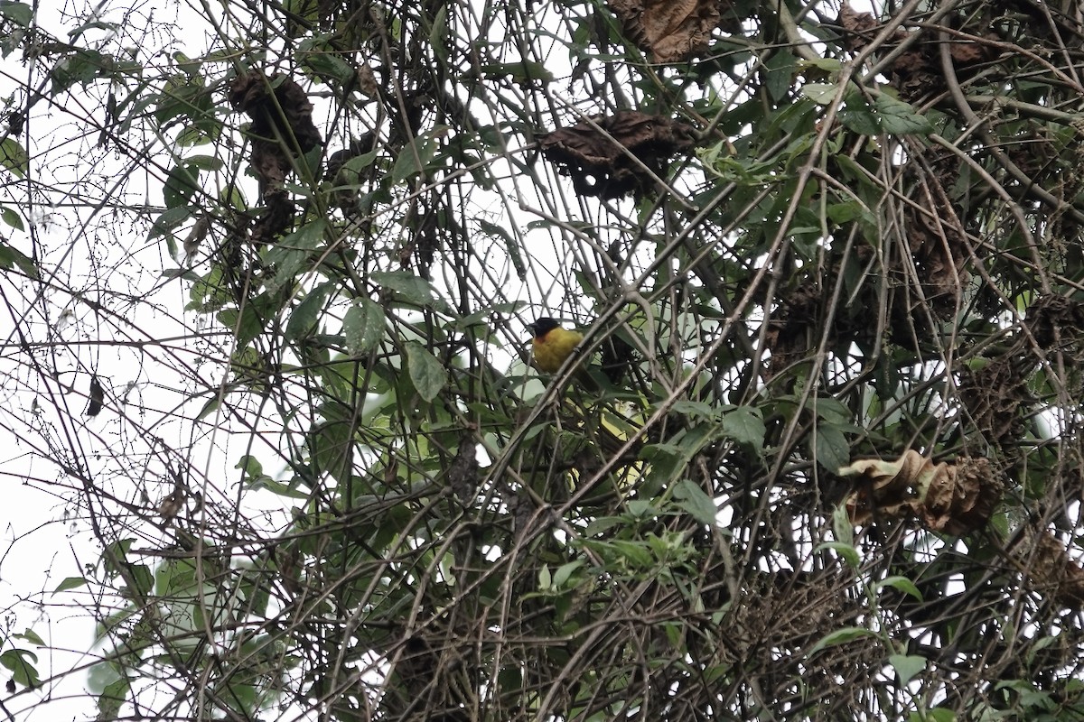 Strange Weaver - ML640222454