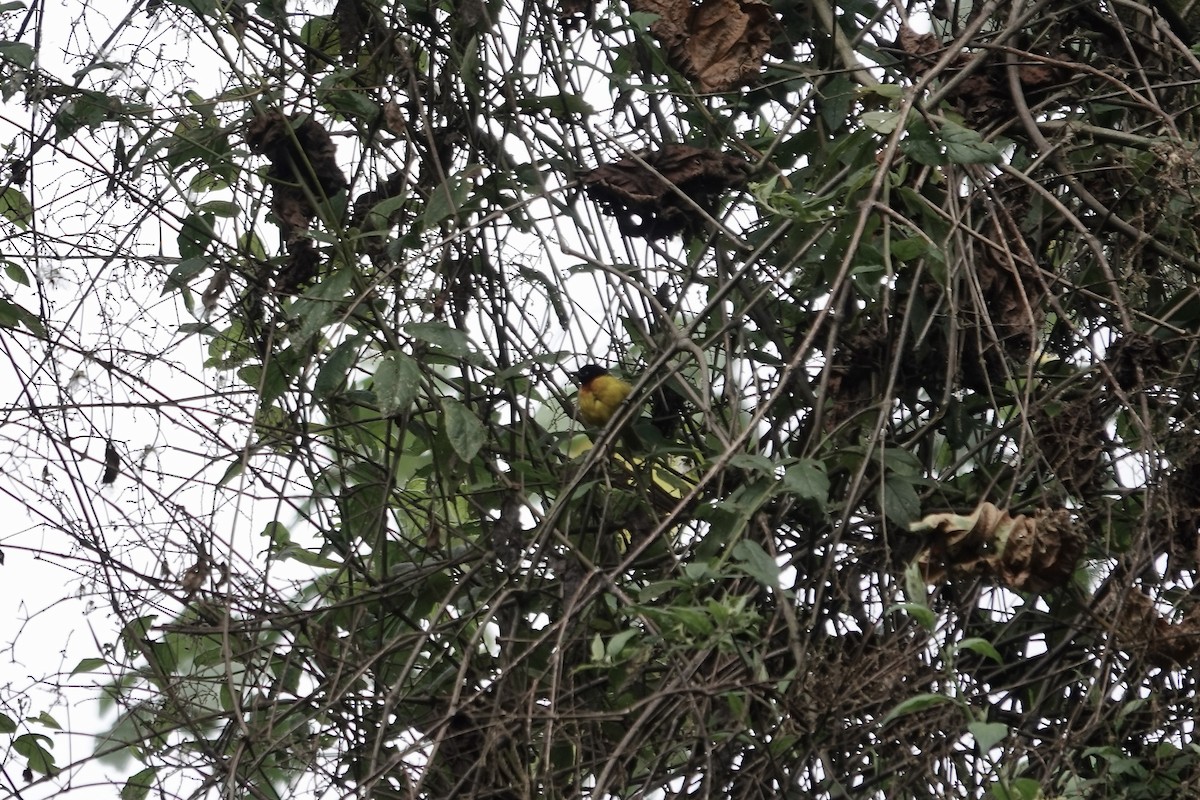 Strange Weaver - ML640222455