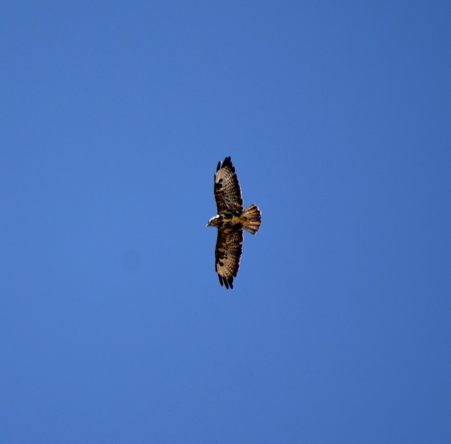 Common Buzzard - ML640222466
