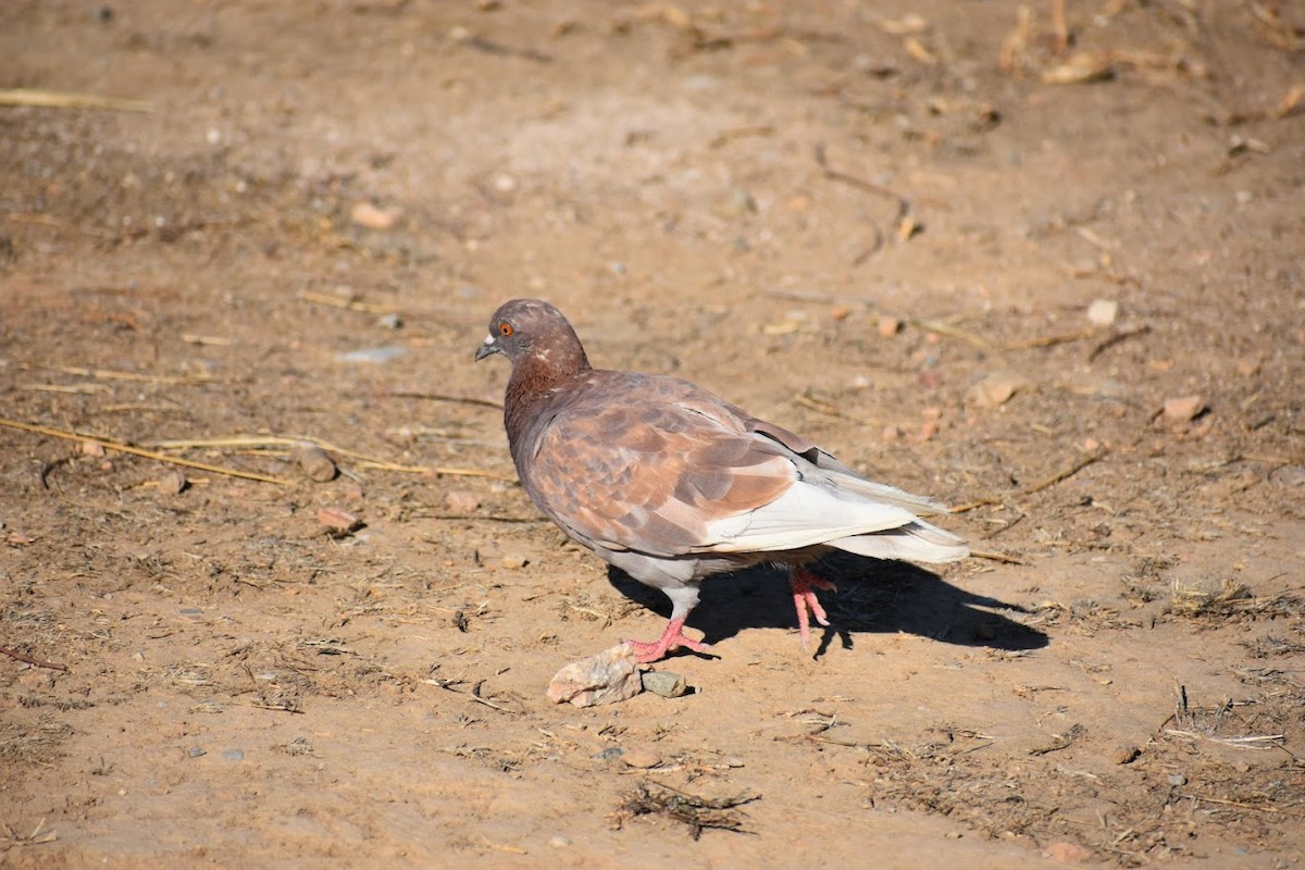 Rock Pigeon (Feral Pigeon) - ML640222500