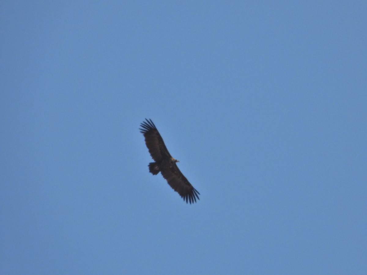 Cinereous Vulture - ML640222518